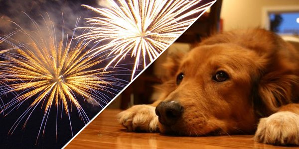 Fogos De Artifícios No Final Do Ano: Como Ajudar Seu Cão