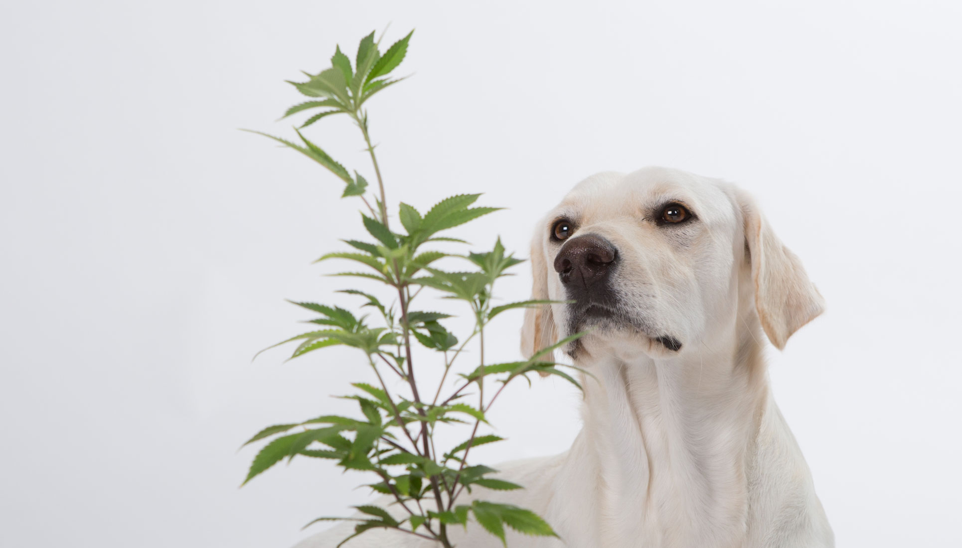 Uso Medicinal Da Cannabis Para Dor Crônica Em Cães