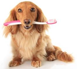 escovar dente de cachorro