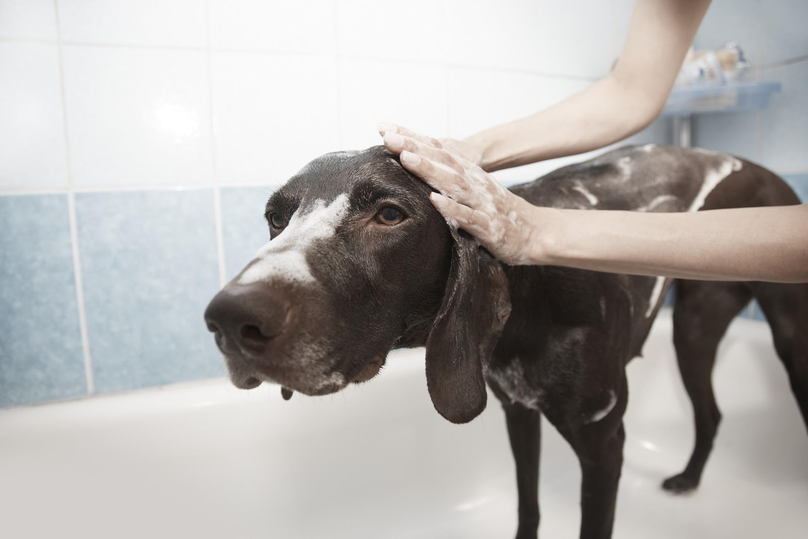 Qual a recomendação de banhos em cães e gatos